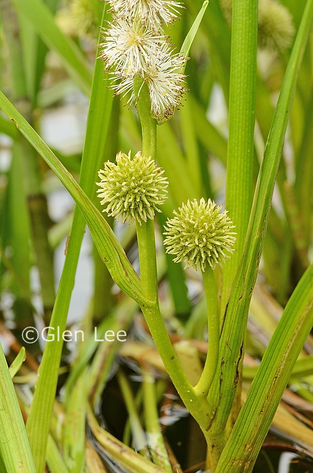 Sparganium angustifolium photos Saskatchewan Wildflowers